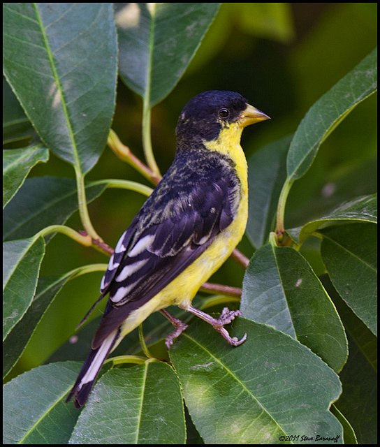 _1SB6770 lesser goldfinch.jpg